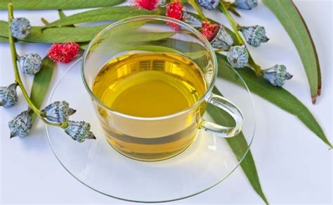 15 Proven Health Benefits Of Eucalyptus Tea Health Tips