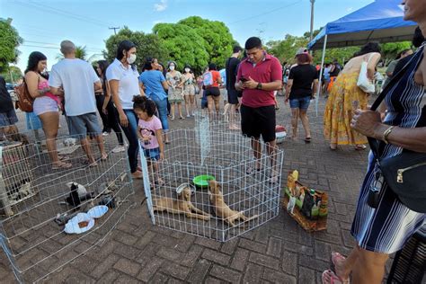 Feira de Adoção Responsável de Cães e Gatos é adiada para 26 de