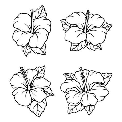 Premium Vector Set Of Hibiscus Hand Drawn Vector