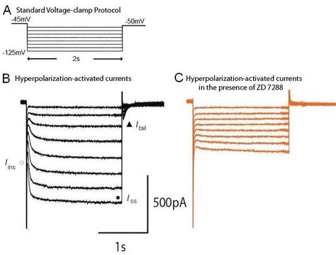 Recording Of I H Under Voltage Clamp A Voltage Clamp Protocol