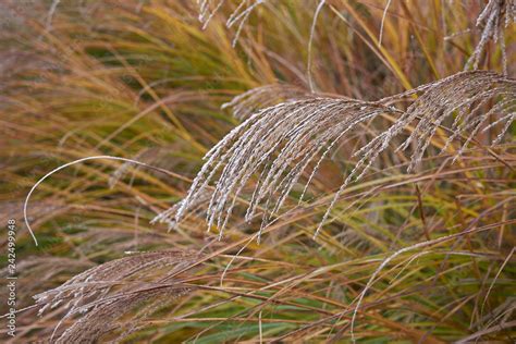 Miscanthus sinensis Stock Photo | Adobe Stock