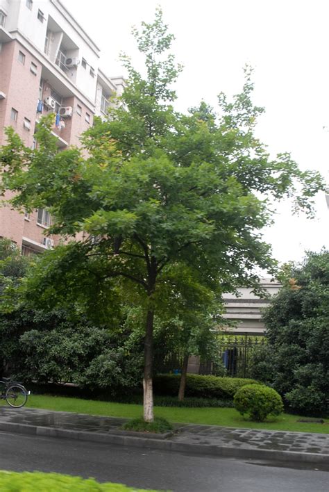 Liquidambar Formosana Chinese Sweetgum Formosan Sweetgum North