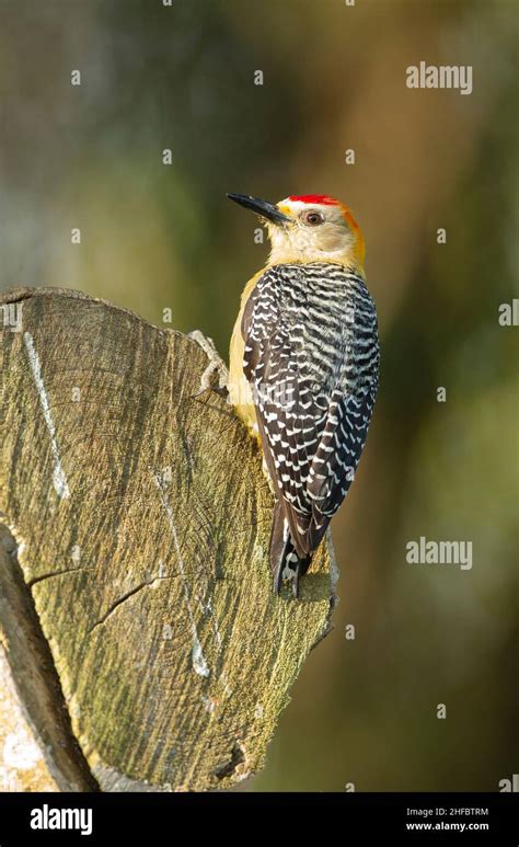 Hoffmann S Woodpecker Melanerpes Hoffmannii Stock Photo Alamy