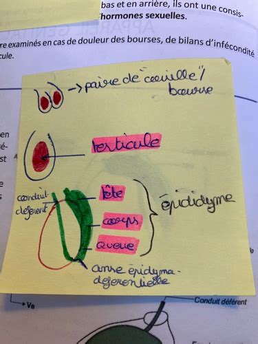 UE 10 Appareil génital masculin Cartes Quizlet