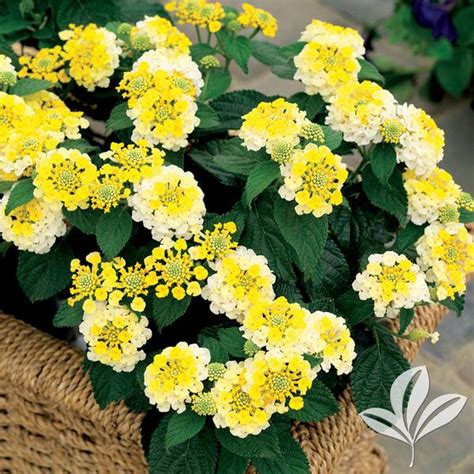 Lantana Lantana Camara Bani Yelbic Bandana® Lemon Zest Lantana From