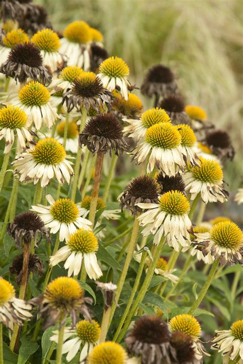 White Echinacea Scott Weber Flickr