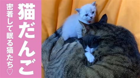 これぞ猫団子！みんなでくっついて眠る猫たちが可愛い♡ Youtube