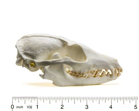 Gray Fox Skull Replica