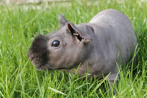 Hairless Guinea Pig (Skinny): Info, Pictures, Facts & Care Guide | PangoVet