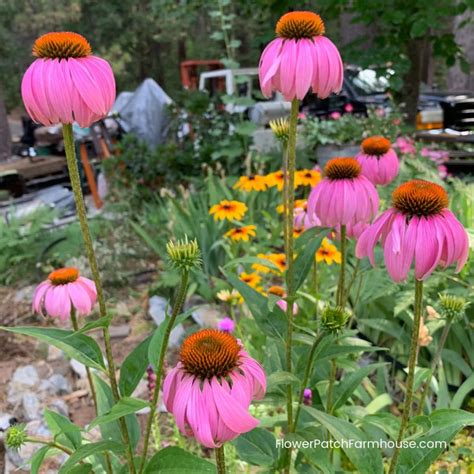 How To Germinate Echinacea Seeds Step By Step Guide 2024