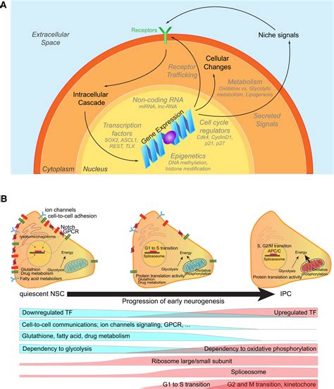 Adult Mammalian Neural Stem Cells And Neurogenesis Five Decades Later