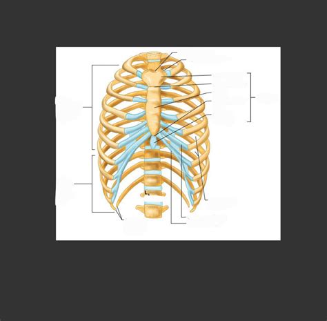 Rib Diagram Diagram Quizlet