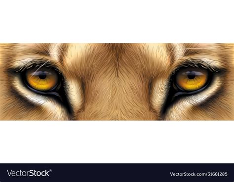 Big eyes yellow a lion close up Royalty Free Vector Image