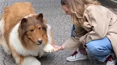 Hombre que se convirtió en perro da su primer paseo en la calle