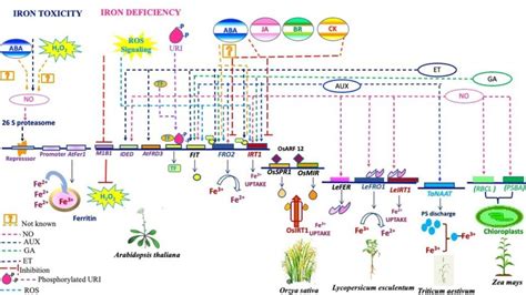 Gene regulation in respective plants via phytohormones and signalling ...