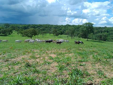 Rural Venda Em Padre Bernardo Padre Bernardo R