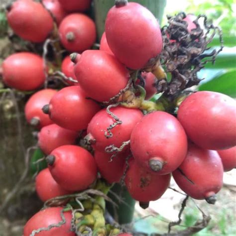 Jual Buah Pinang Merah Mini Shopee Indonesia