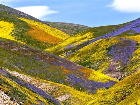 California Wildflowers - California Native Plant Society