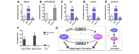 Control Of Myod Expression By Igf2 A E Expression Level Of Myod