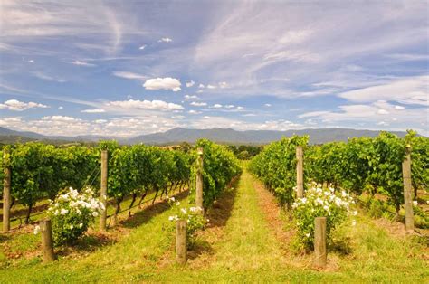 A Comprehensive Guide To Australian Wine Regions | Virgin Wines