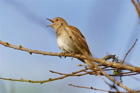 Nightingale Symbolism Meaning Totem Spirit Omens World Birds