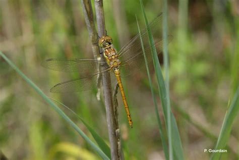 Sympetrum striolatum Charpentier 1840 Sympétrum fascié Le