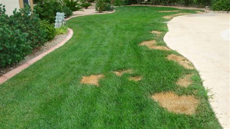 5 Tips For Reviving A Dead Lawn In Florida All Phaze Irrigation