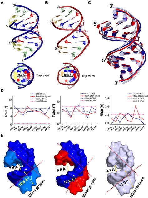 Overall Structure Features Of The G C Motif Containing Dna And Rna Dna