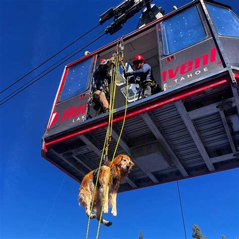 Skiing Safety Tip: Look for the Avalanche Rescue Dogs Who Save Lives