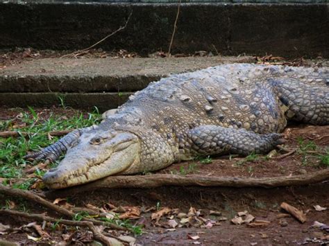 5 Most Dangerous Crocodiles - WhatDeWhat