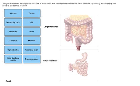 Solved Categorize Whether The Digestive Structure Is