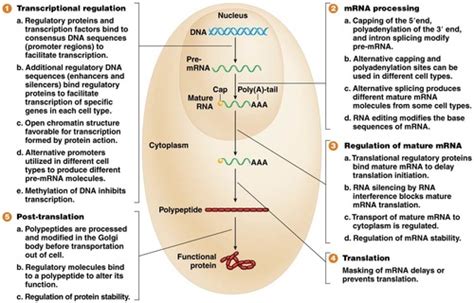 Lecture 13 Regulation Of Eukaryote Gene Expression Flashcards Quizlet