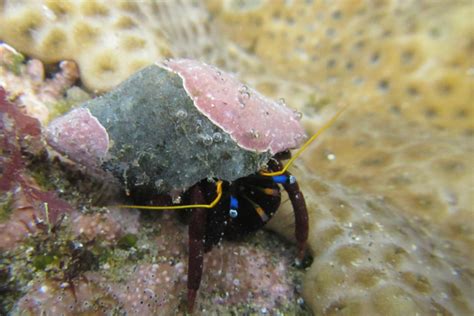 Interesting Facts About Hermit Crabs Hermit Crab