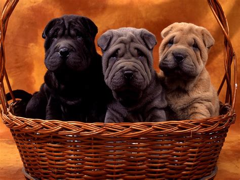 Shar Pei puppies - Puppies Wallpaper (14748818) - Fanpop