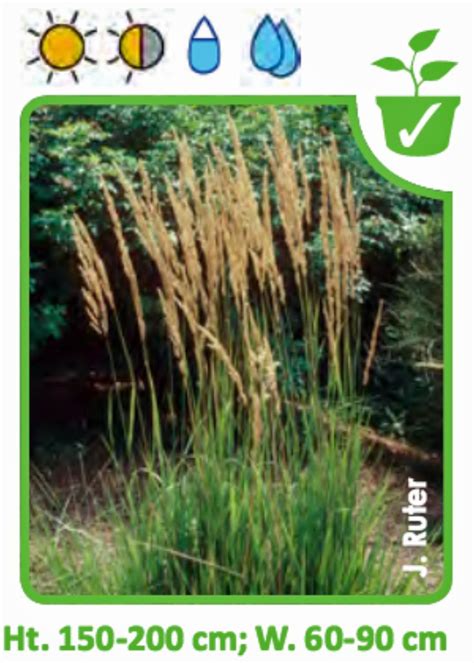 Karl Foerster Feather Reed Grass Calamagrostis acutifolia ‘Karl Foerster’ 2001 Perennial of the ...