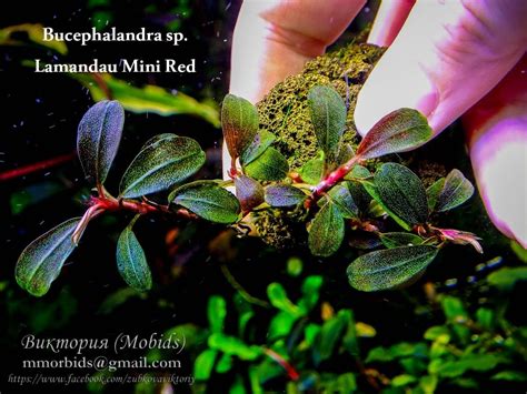 Bucephalandra Sp Lamandau Mini Red Bucephalandra Mini Red