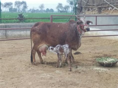 Healthy, Young And Pure Breed Rathi Cows at 45000.00 INR in Karnal ...