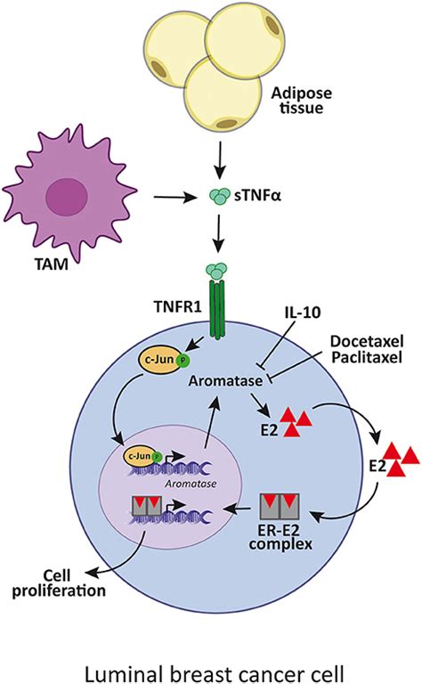 Frontiers Tumor Necrosis Factor α Blockade An Opportunity to Tackle