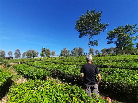 Harga Tiket Lokasi Dan Aktivitas Wisata Goalpara Tea Park Sukabumi