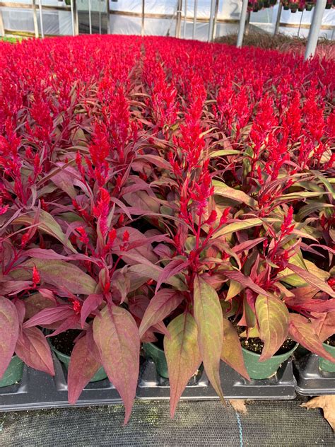 Celosia Dragon's Breath — Sunnyside Wholesale Greenhouse