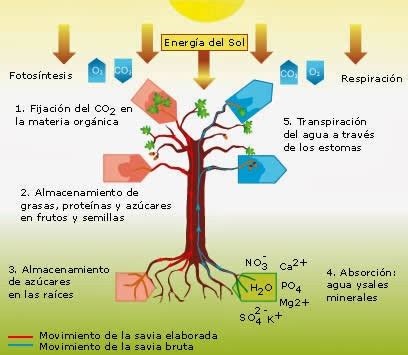 Apuntes De Fisiolog A Vegetal Introducci N A La Nutrici N Vegetal