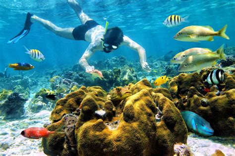 Snorkel At Manuel Antonio Costa Rica Dive And Surf