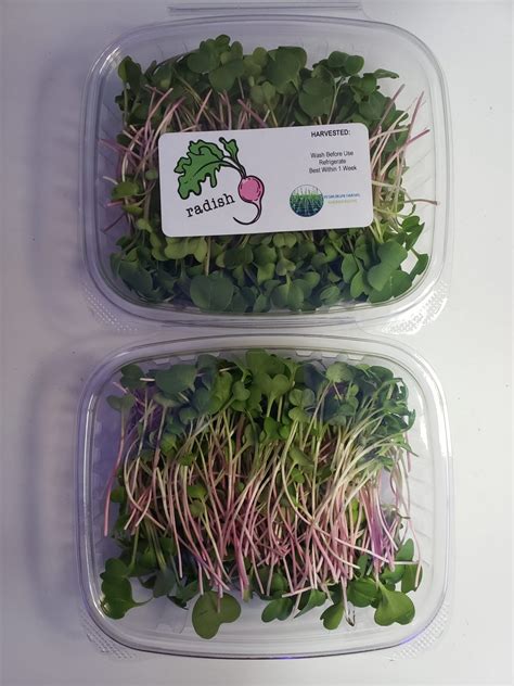 Daikon Radish Microgreen Subscription Yeshurunfarm