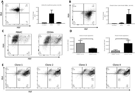 Expression Of Hbf And Hba Is Dependent On Erythroblasts Culture