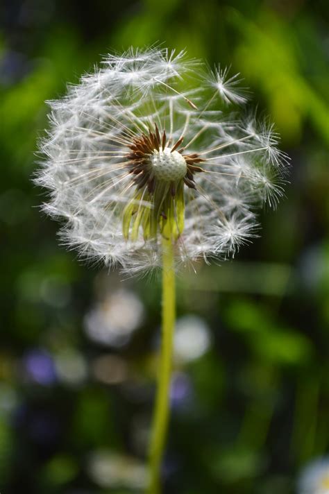 Banco De Imagens Natureza Grama Flor Plantar Branco Prado Dente