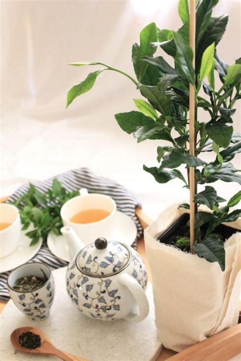 How to Grow & Harvest your own Tea Plant | Green tea plant, Growing tea ...