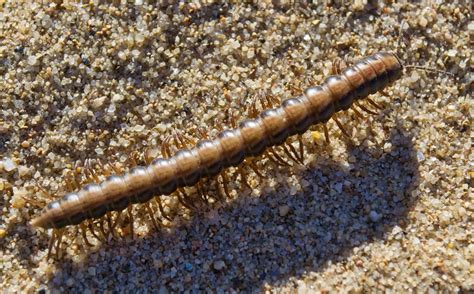 Different Types Of Millipedes And How To Manage Them - How I Get Rid Of