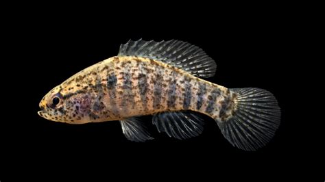 Elassoma Zonatum