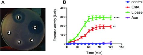 Qualitative A And Quantitative B Esterase Activity Assay Using