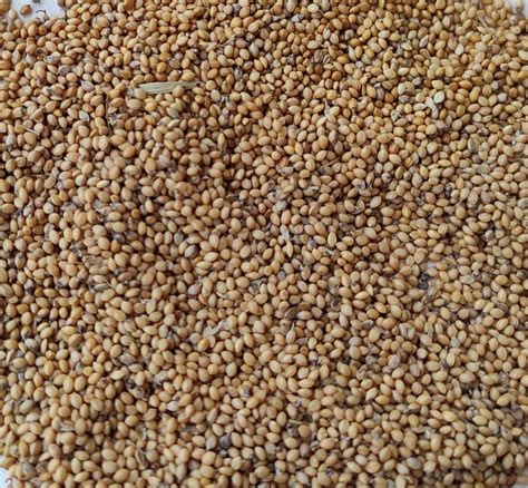 Light Brown Foxtail Millet Raw Packaging Size Kg Pack Organic At